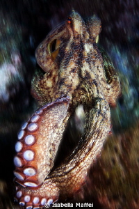 THE OCTOPUS ATTACK by Isabella Maffei 
